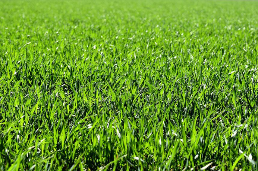 Etapy wzrostu trawy