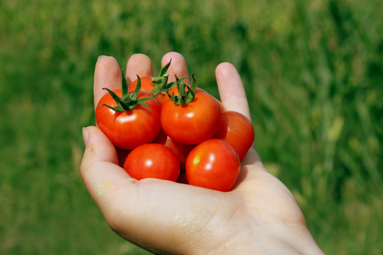 Pomidorki koktajlowe na dłoni