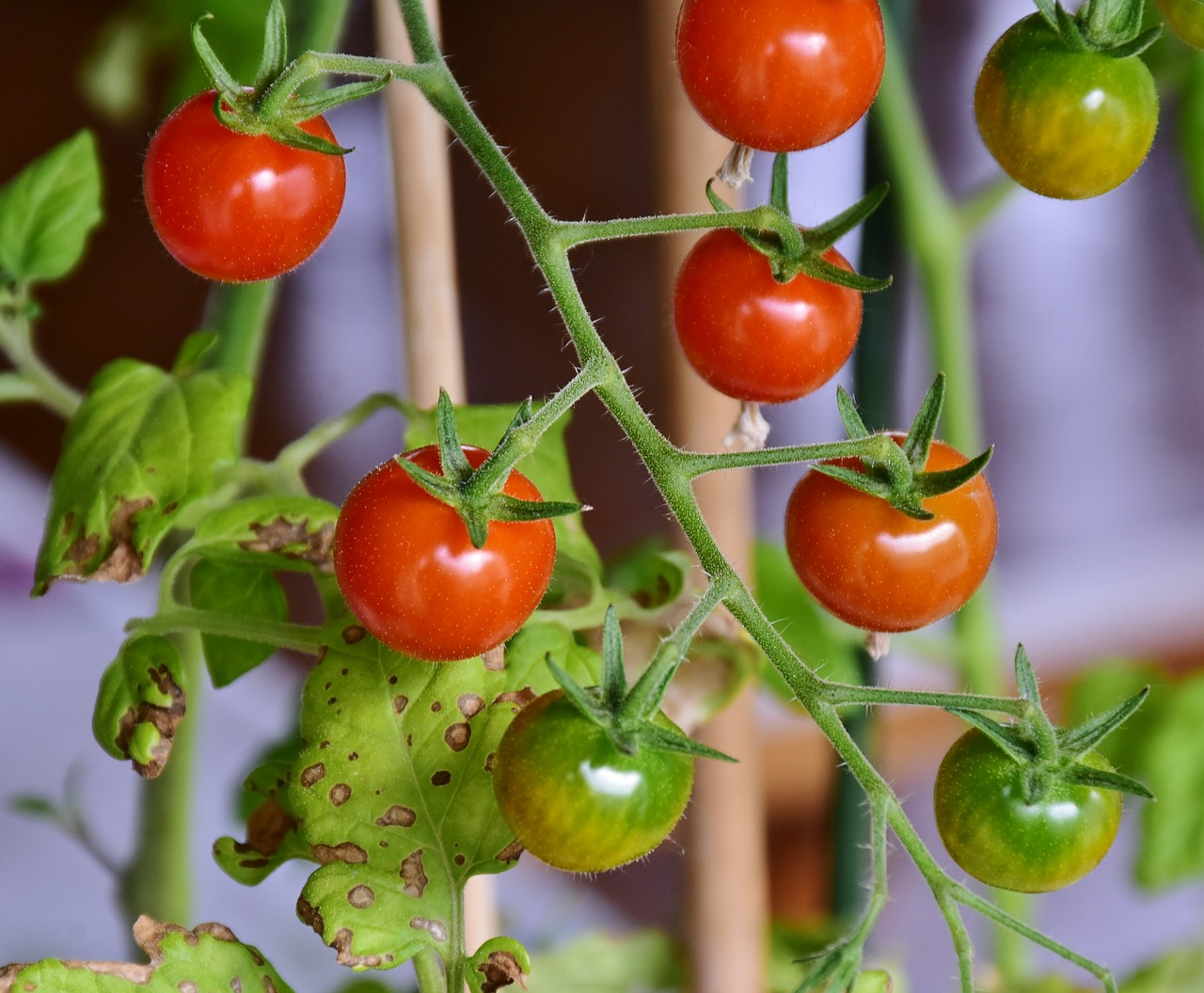 Pomidorki koktajlowe rosnące na balkonie